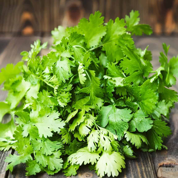 Coriander Leaves