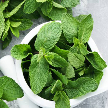 Mint Leaves