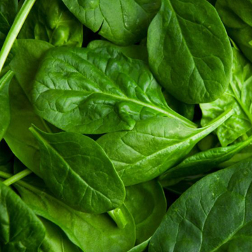 Spinach Leaves