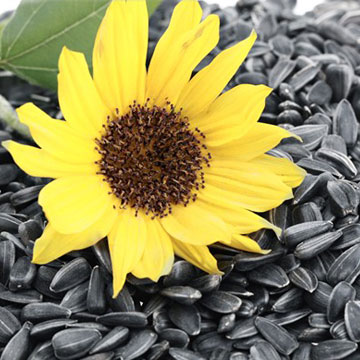 Sunflower Seeds