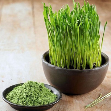 Spray Dried Wheat Grass Powder